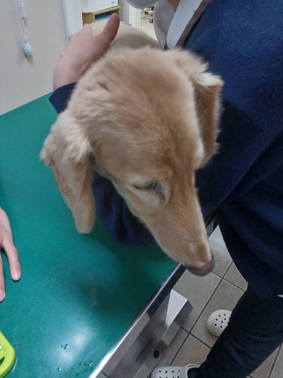 川西市で介護犬お世話なら環境省認定＆動物看護師ペットリラクゼーションぷにゅへ！