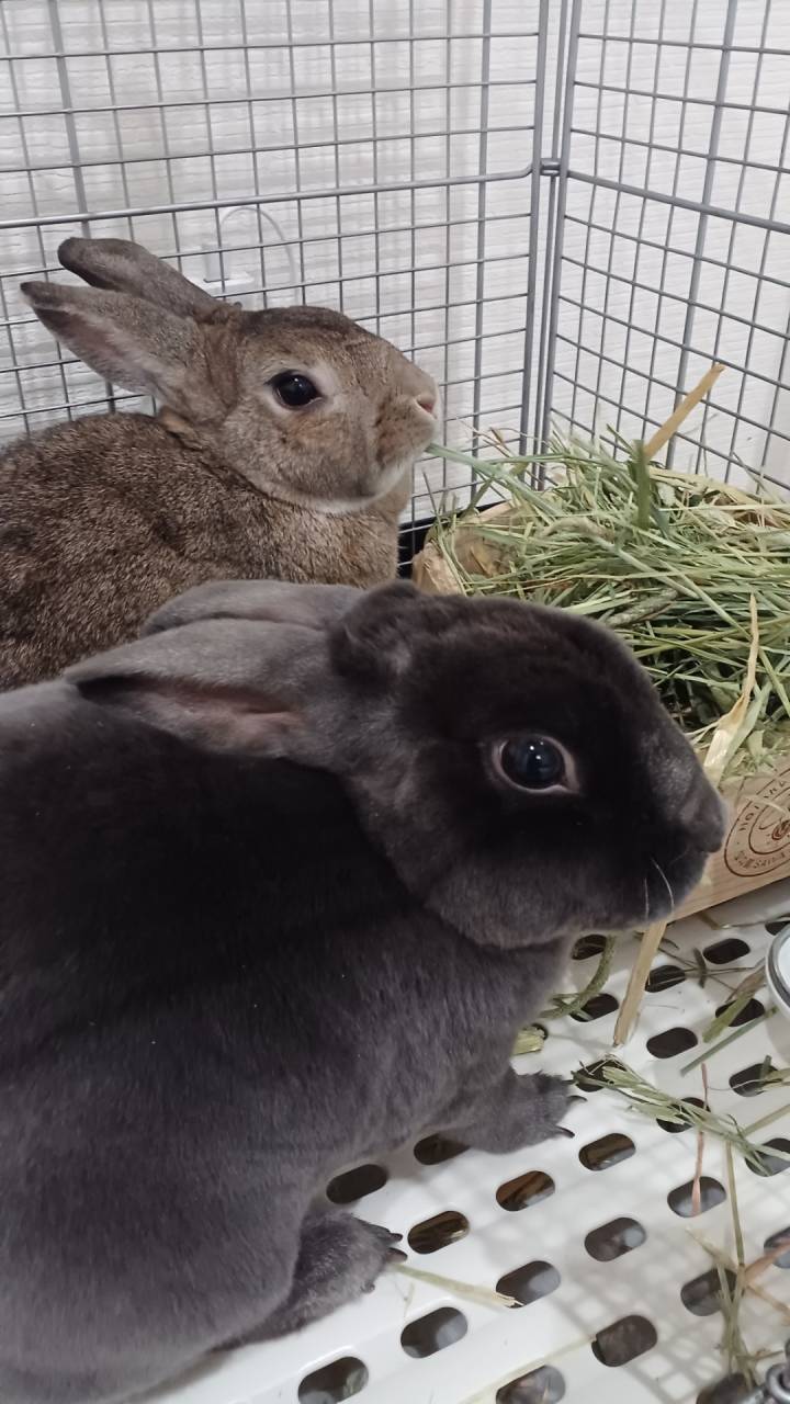 川西市 🐰うさぎちゃんお世話代行 (#^.^#)