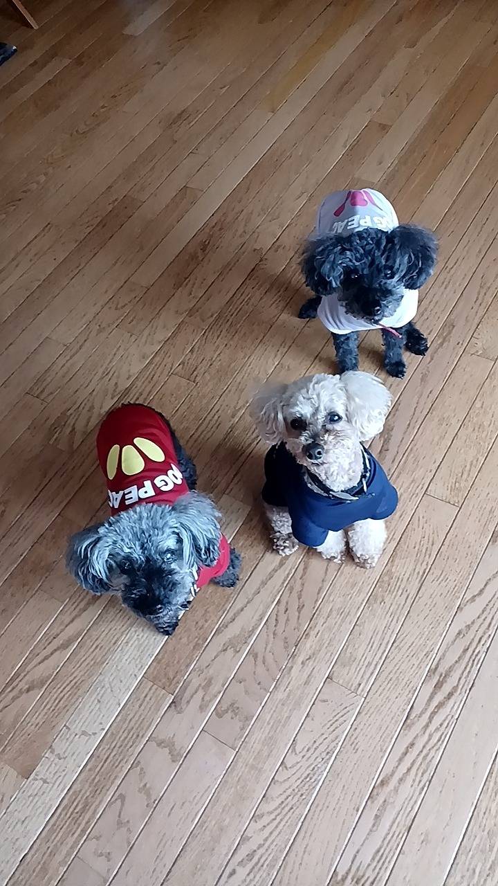 川西市.トイプードル３匹ちゃんシッター(*^^*)