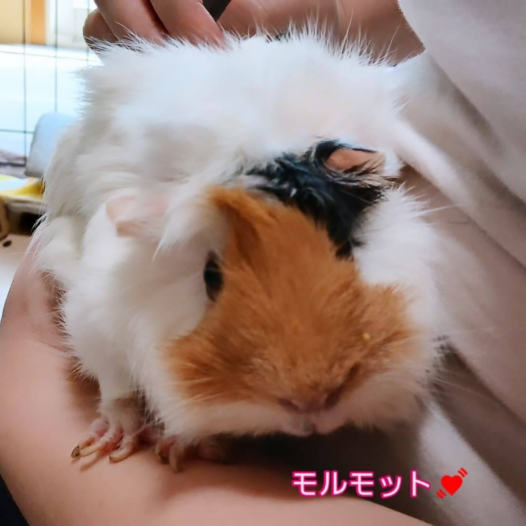 モルモットお世話代行(^o^)