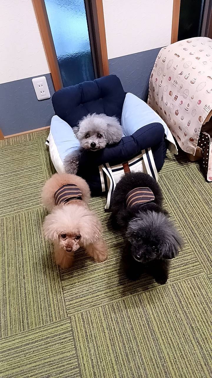 お泊まりペットシッター(#^.^#)