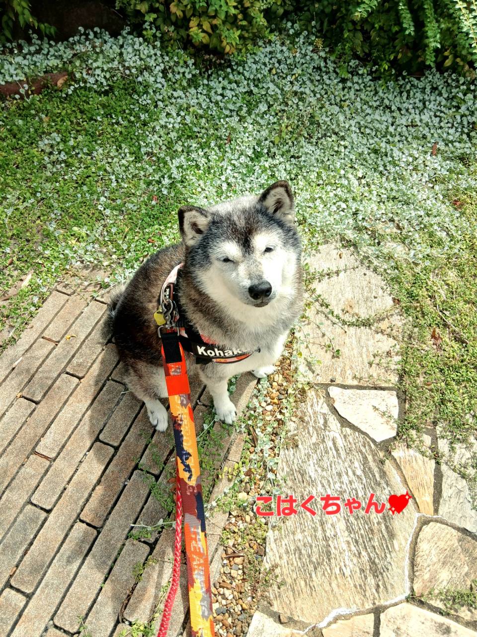 柴犬ちゃんのお世話(*^^*)