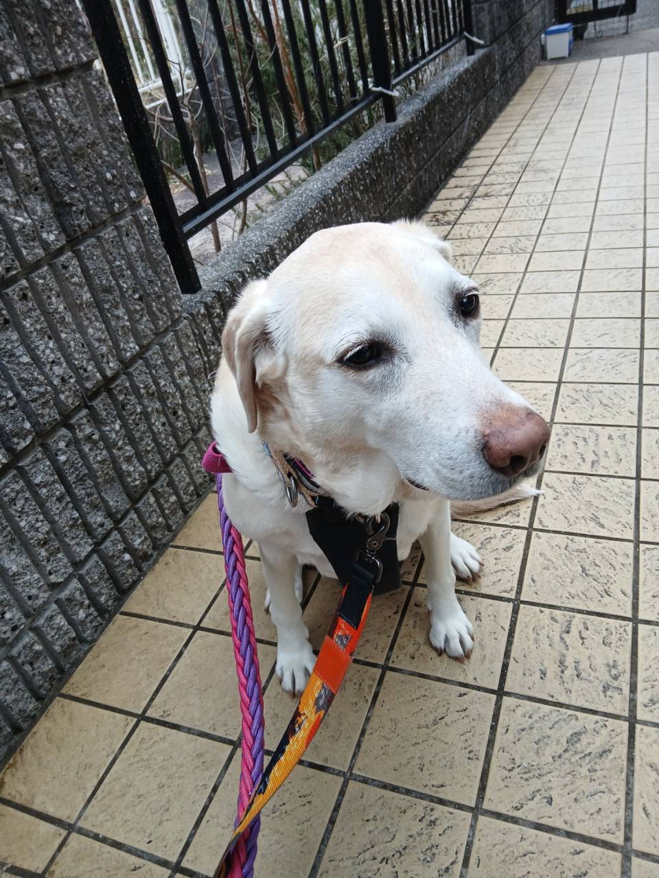 大型犬シッターo(^o^)o