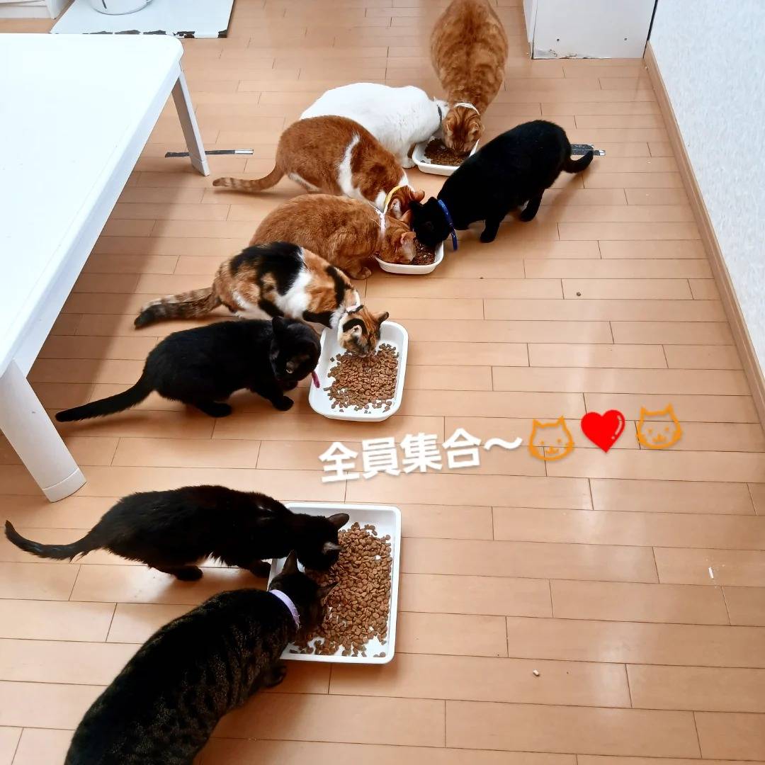 川西市 多頭 猫ちゃんシッター(#^.^#)
