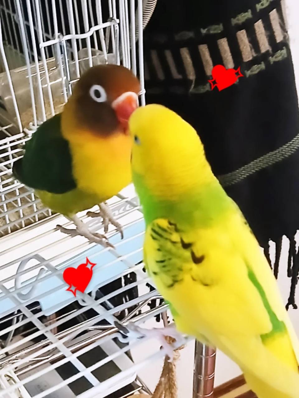 可愛らしい鳥ちゃんのお世話( ゚∀゚)