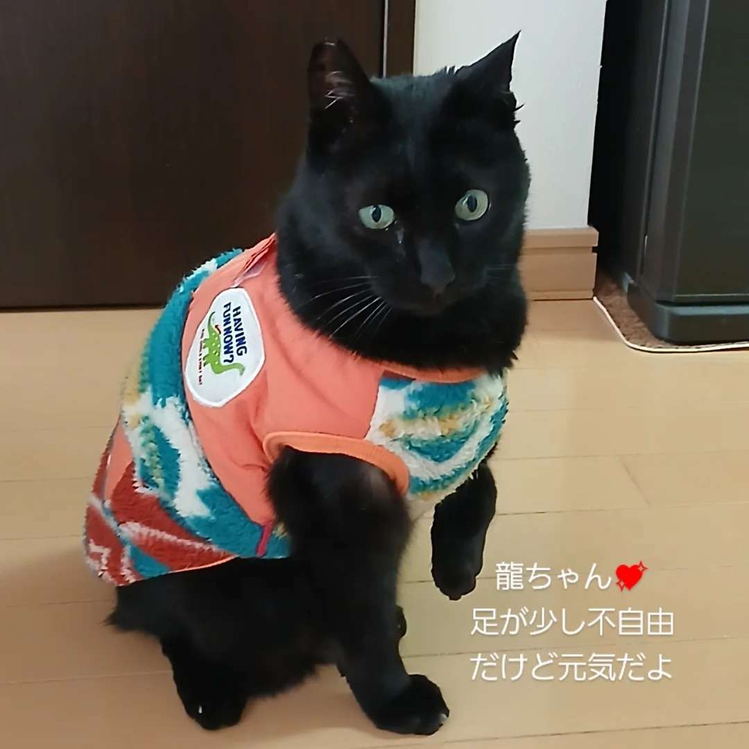 宝塚市 ねこちゃん3匹シッター(=^ェ^=)