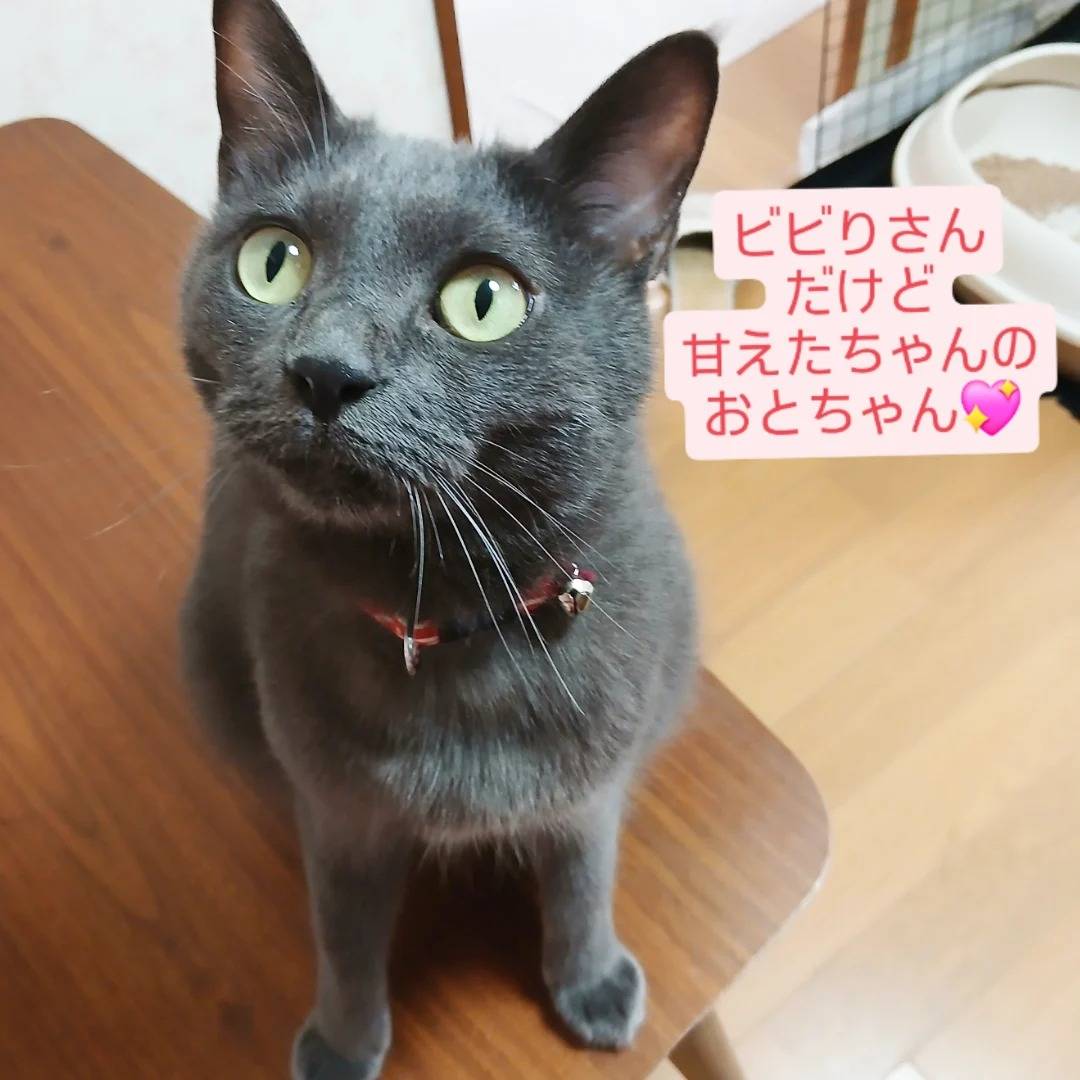 池田市ペットシッター(^-^)/