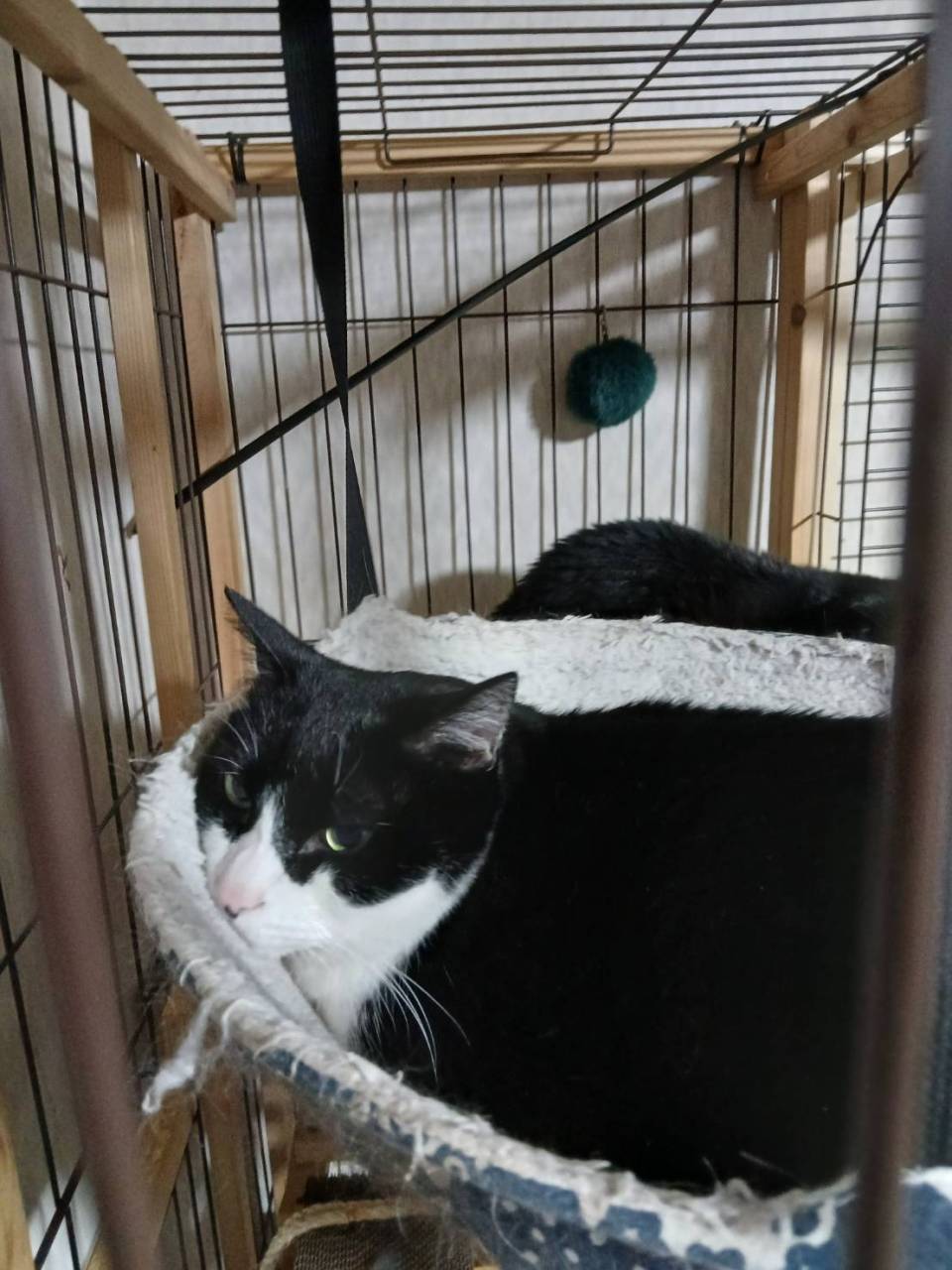 猫 お世話代行