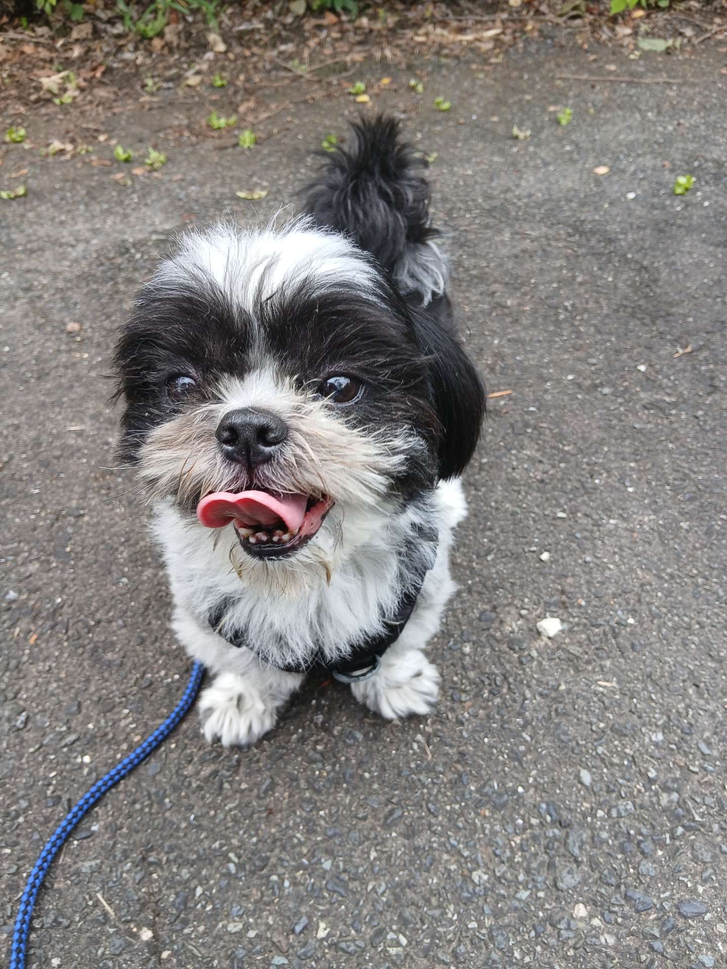 犬 お散歩代行(^-^)/川西市