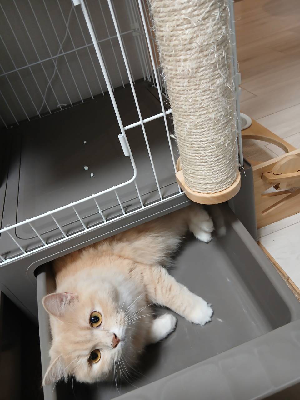 西宮市 猫ペットシッター