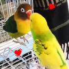 可愛らしい鳥ちゃんのお世話( ﾟ∀ﾟ)