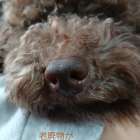 訪問 ドッグマッサージ(*^^*)