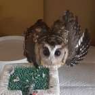 ふくろう☆鳥ちゃんペットシッター