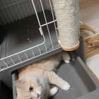 西宮市 猫ペットシッター